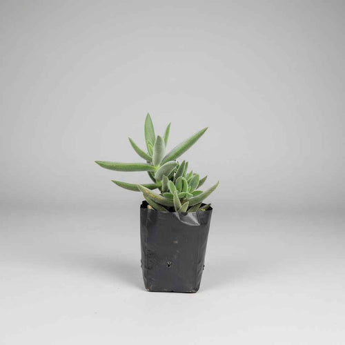 Crassula mesembryanthemoides