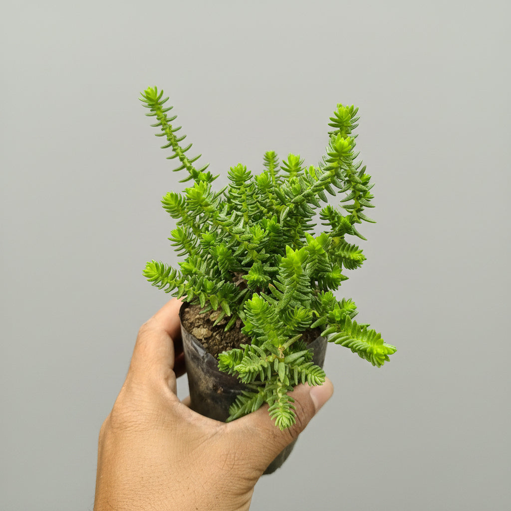 Hand holding a small potted plant with green leaves against a blurred green background