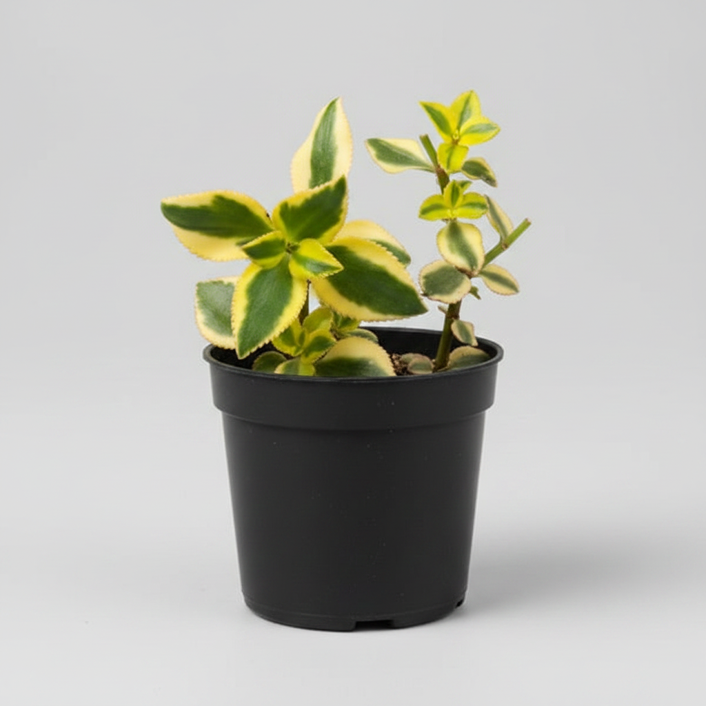 Small potted plants on a white tray held by a person outdoors.