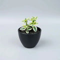 Healthy Crassula sarmentosa 'Comet' succulent with green and cream variegated leaves and pink-edged foliage, shipped bare root by SucculentsMart.