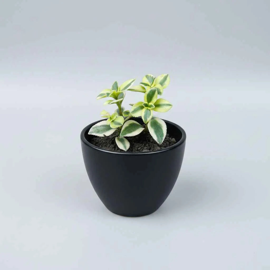 Healthy Crassula sarmentosa 'Comet' succulent with green and cream variegated leaves and pink-edged foliage, shipped bare root by SucculentsMart.