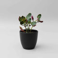 Healthy Crassula streyi (Crassula multicava) succulent plant with lush green fleshy leaves, shipped bare root by Succulents Mart.