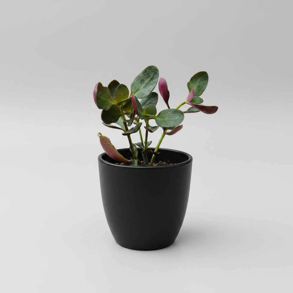 Healthy Crassula streyi (Crassula multicava) succulent plant with lush green fleshy leaves, shipped bare root by Succulents Mart.