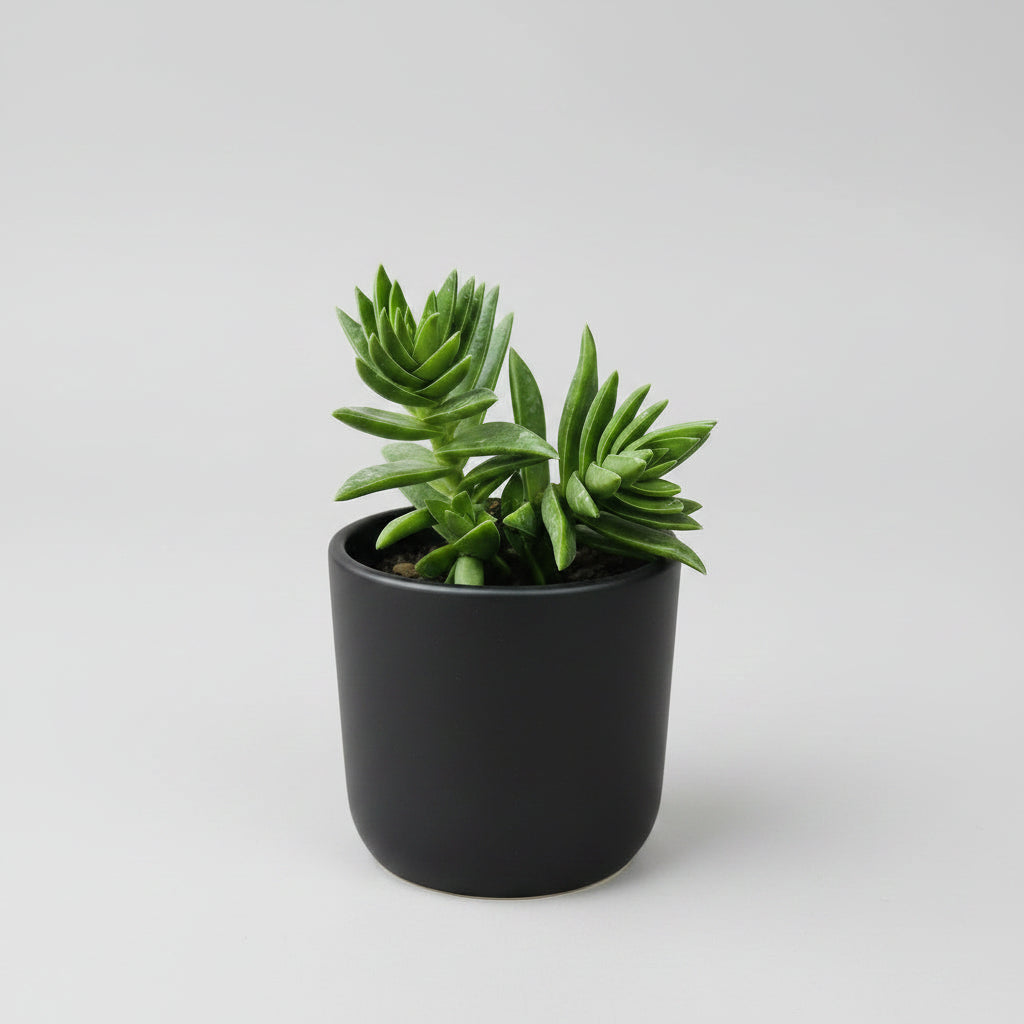 Healthy Crassula tetragona Mini Pine Tree succulent with upright green pine-like leaves, shipped bare root by Succulents Mart.