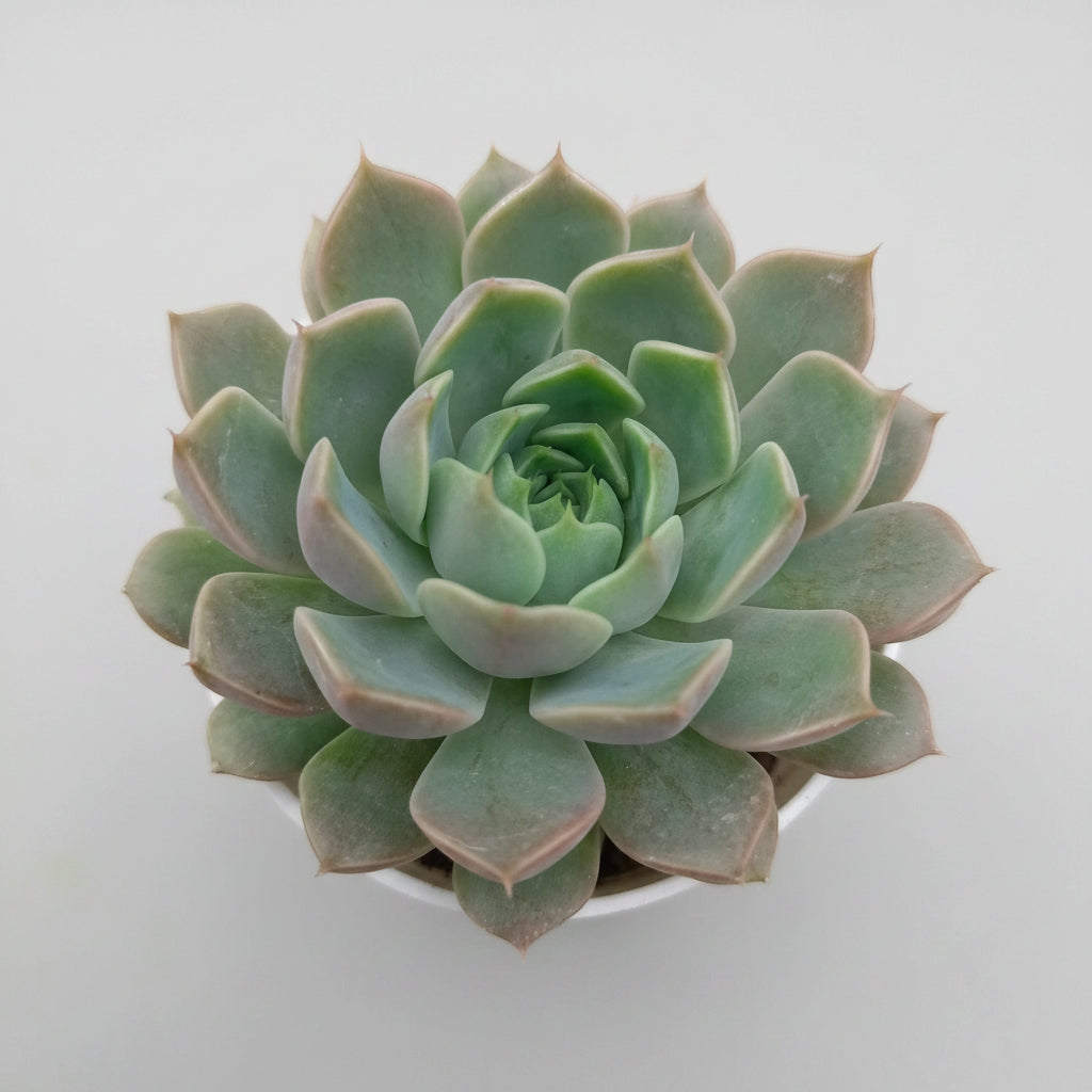 Echeveria Chocolatie