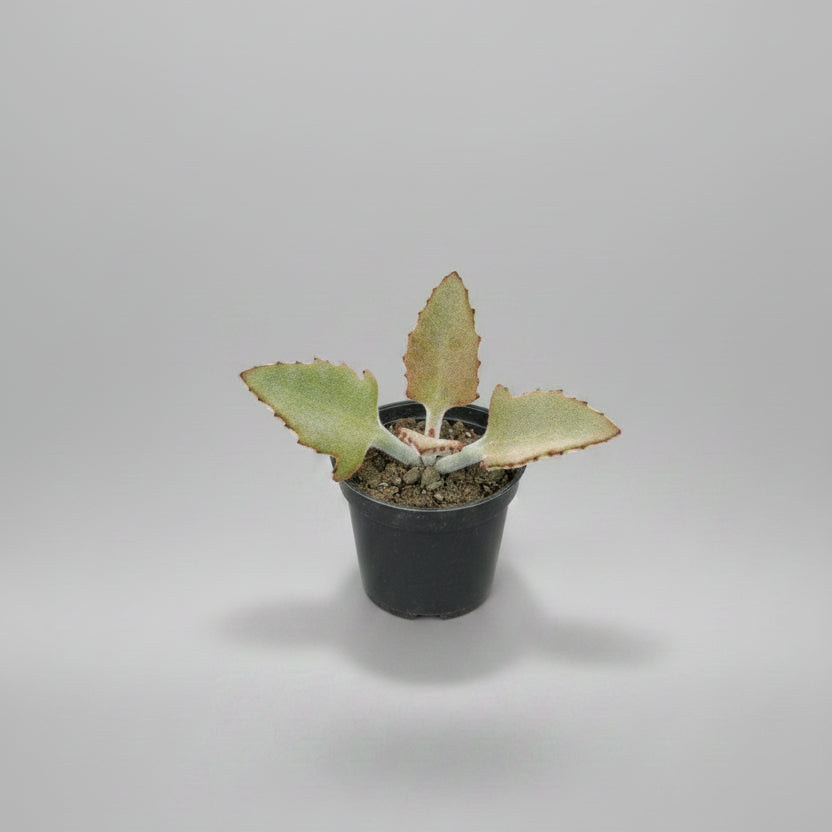 Fuzzy Kalanchoe succulent with velvety green leaves and reddish-brown serrated edges