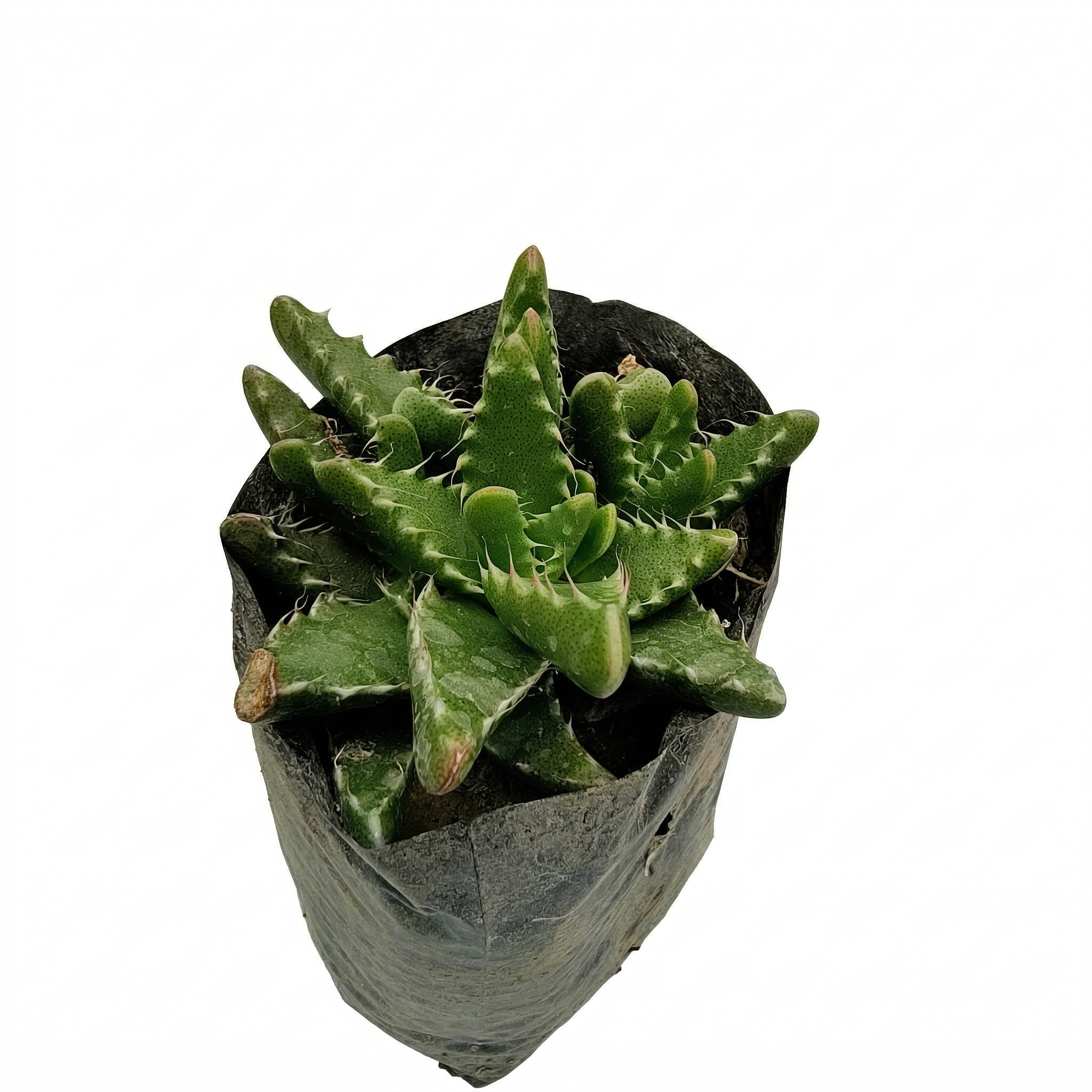 Faucaria Tigrina Tiger Plant