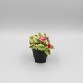 Variegated Baby Sunrose succulent with pink-edged green leaves growing densely in a decorative pot