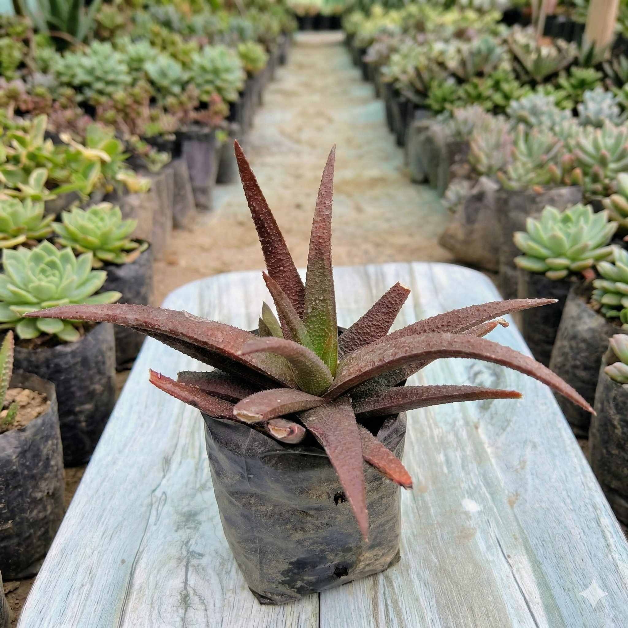 Gasteraloe 'Midnight'