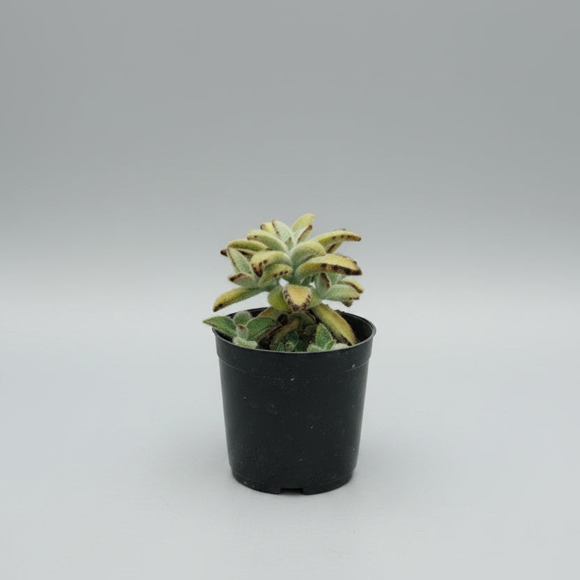 Kalanchoe tomentosa Golden Panda succulent growing in nursery pot