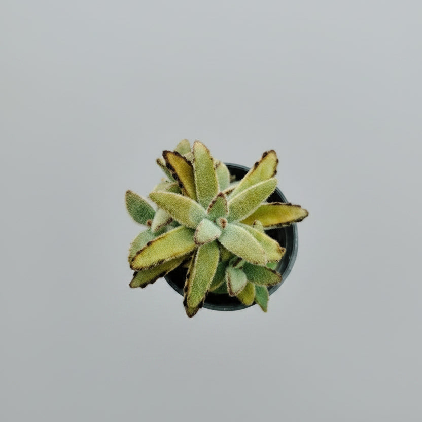 Golden Panda Plant with fuzzy golden green leaves and dark brown edges.