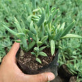 String of Bananas (Curio radicans, formerly Senecio radicans)