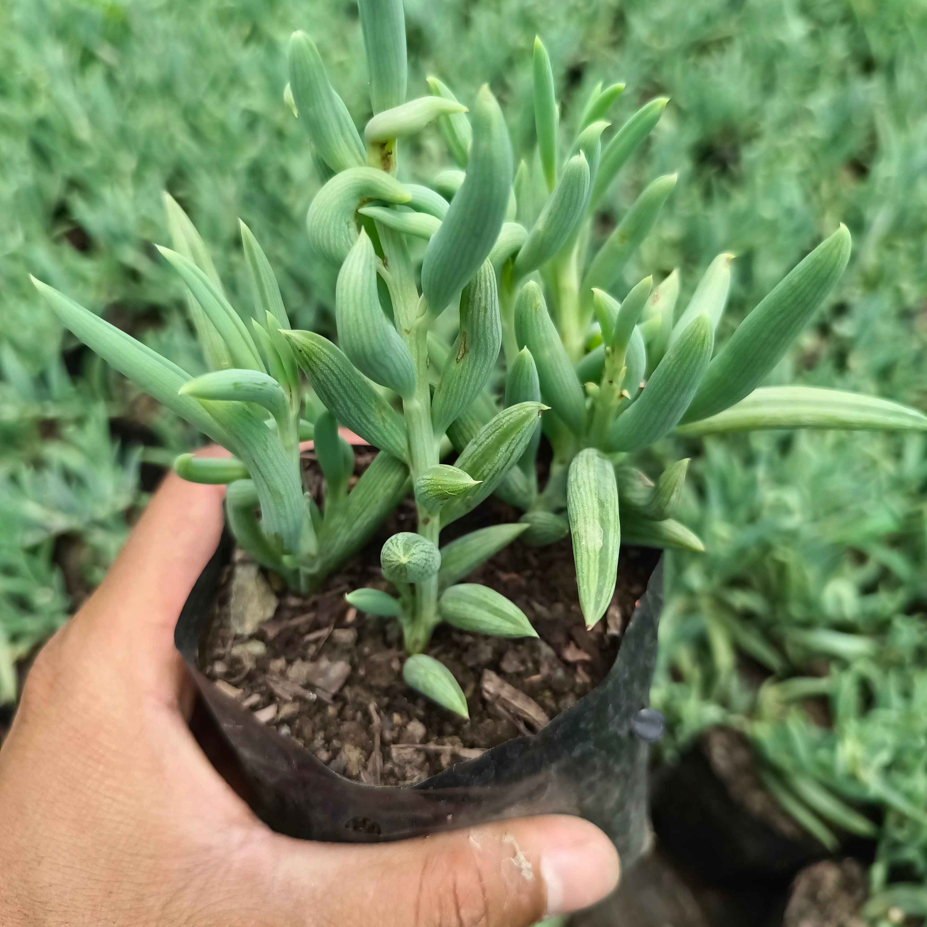 String of Bananas (Curio radicans, formerly Senecio radicans)