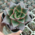Echeveria Purpusorum