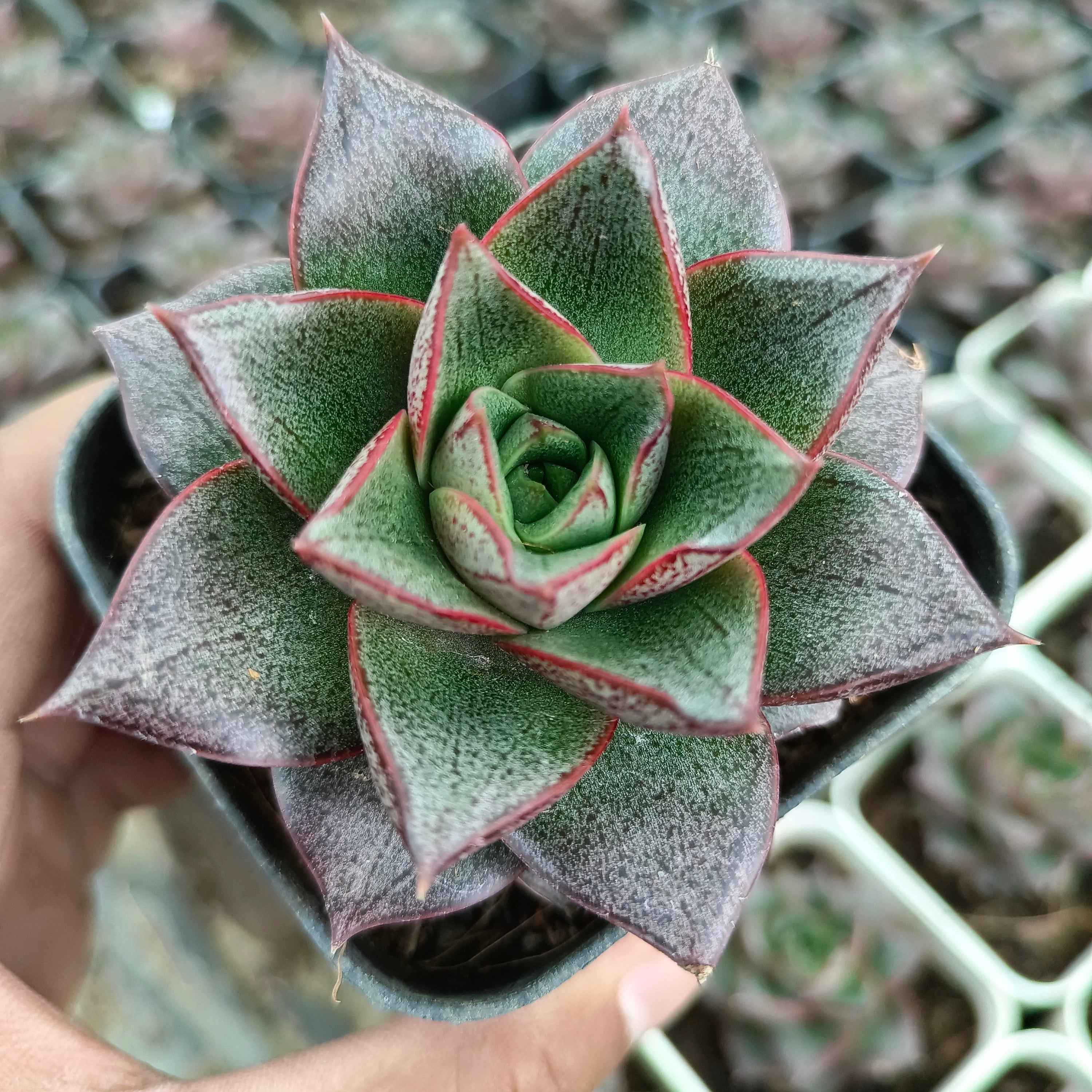 Echeveria Purpusorum