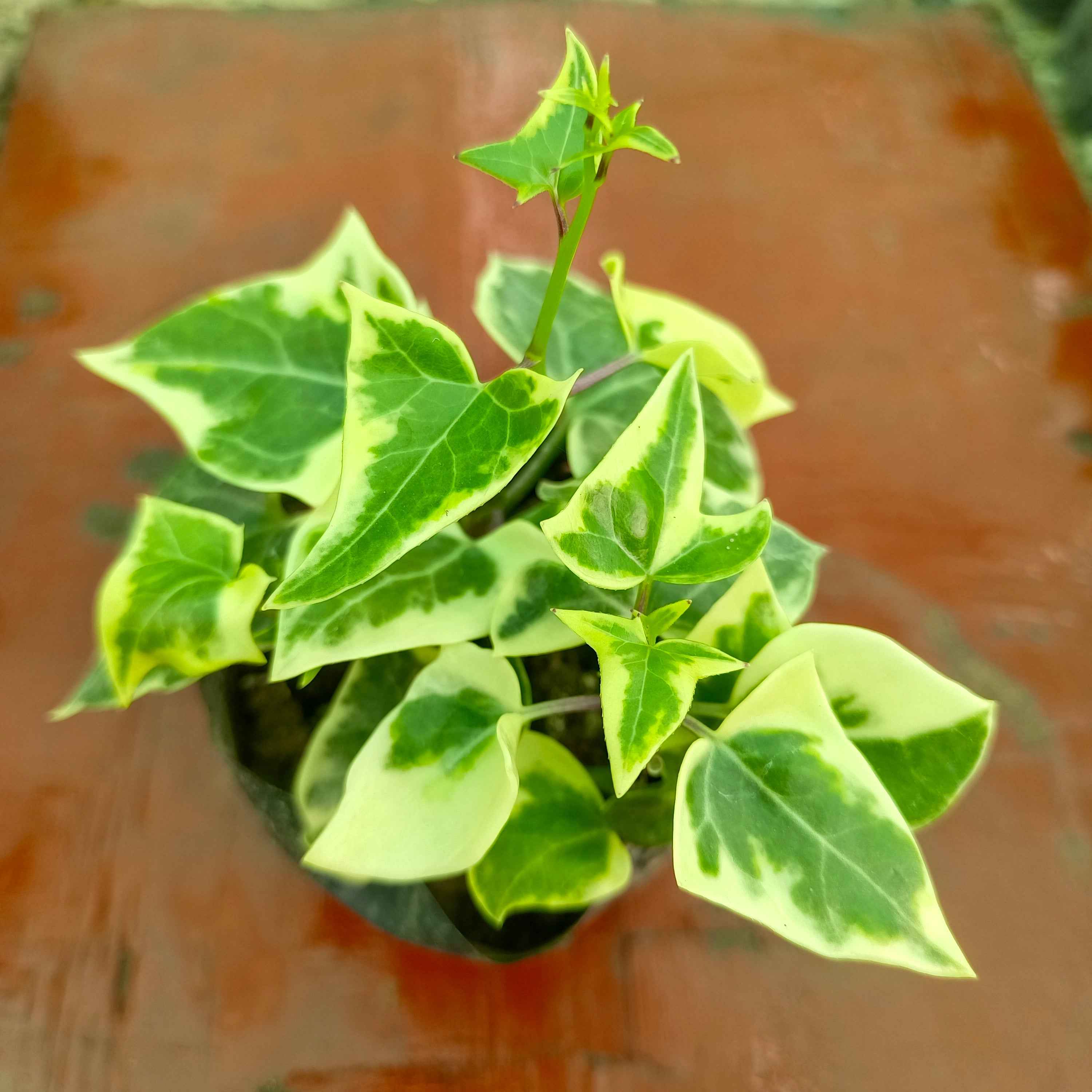 English Ivy (Hedera helix), specifically a variegated cultivar.