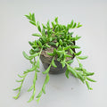 String of Bananas