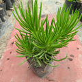 Senecio Barbertonicus