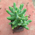 Sedum Pachyphyllum