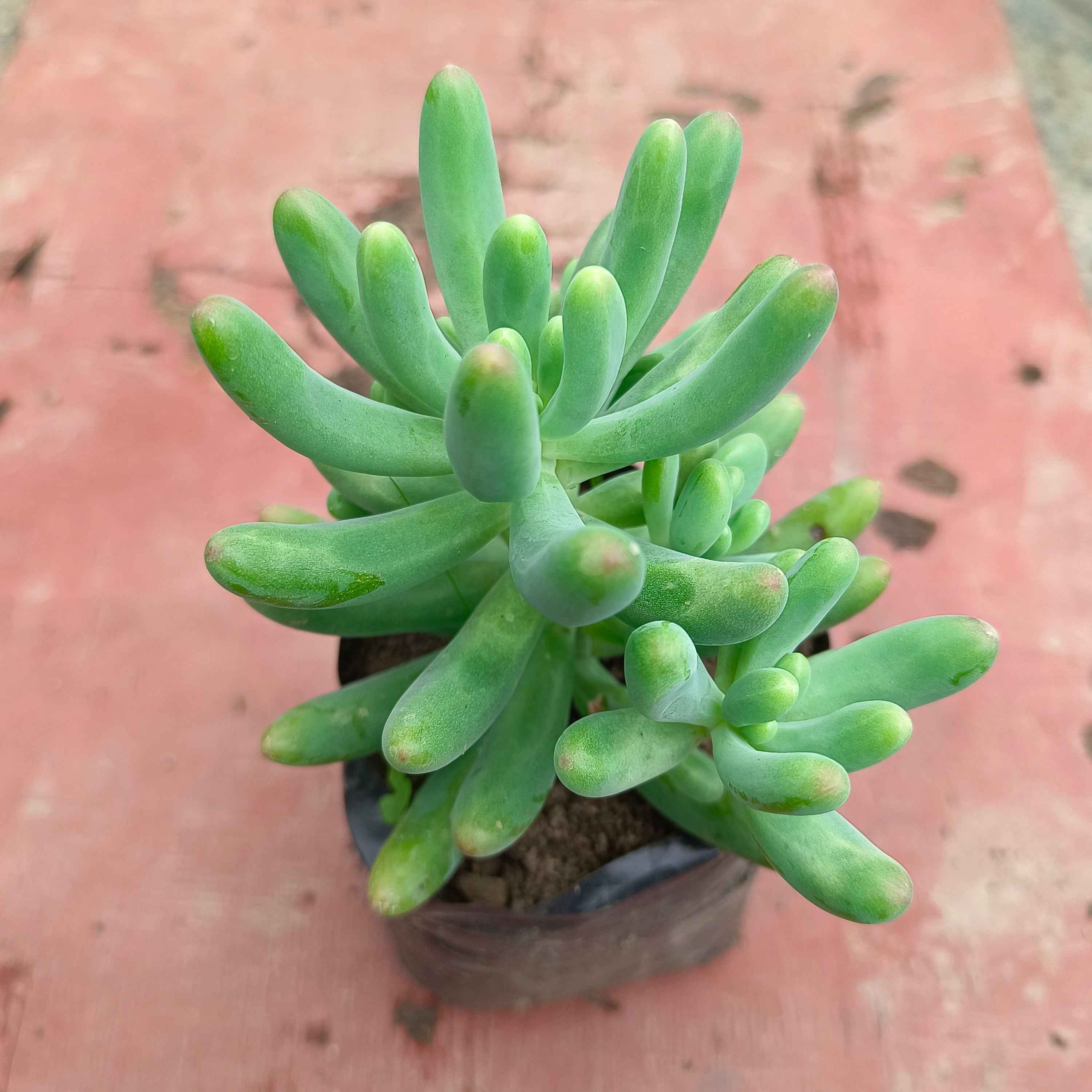 Sedum Pachyphyllum