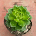 Echeveria affinis / Echeveria “Green Form”)