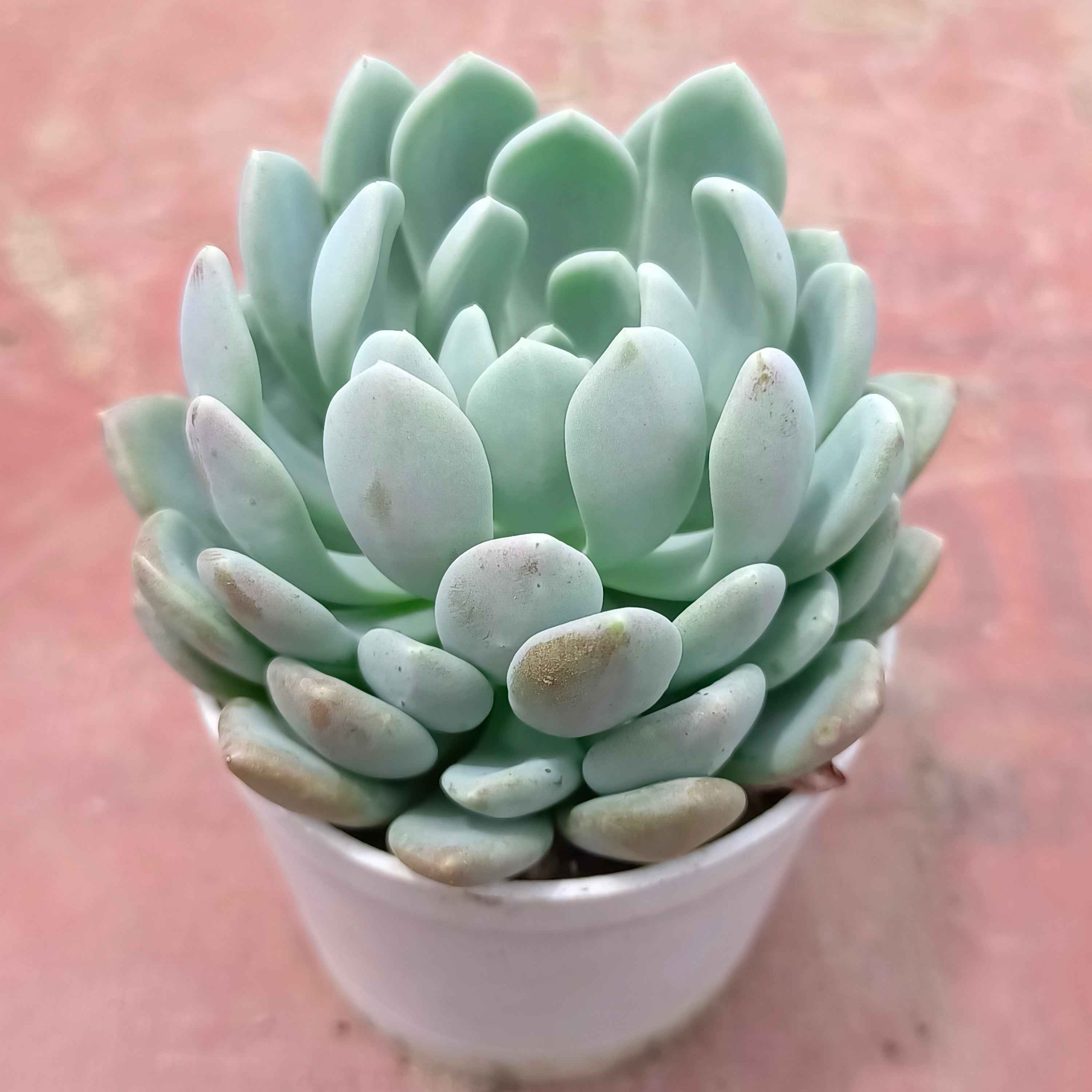Pachyphytum oviferum
