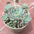 MINI GRPTOVERIA (Pachyphytum oviferum)