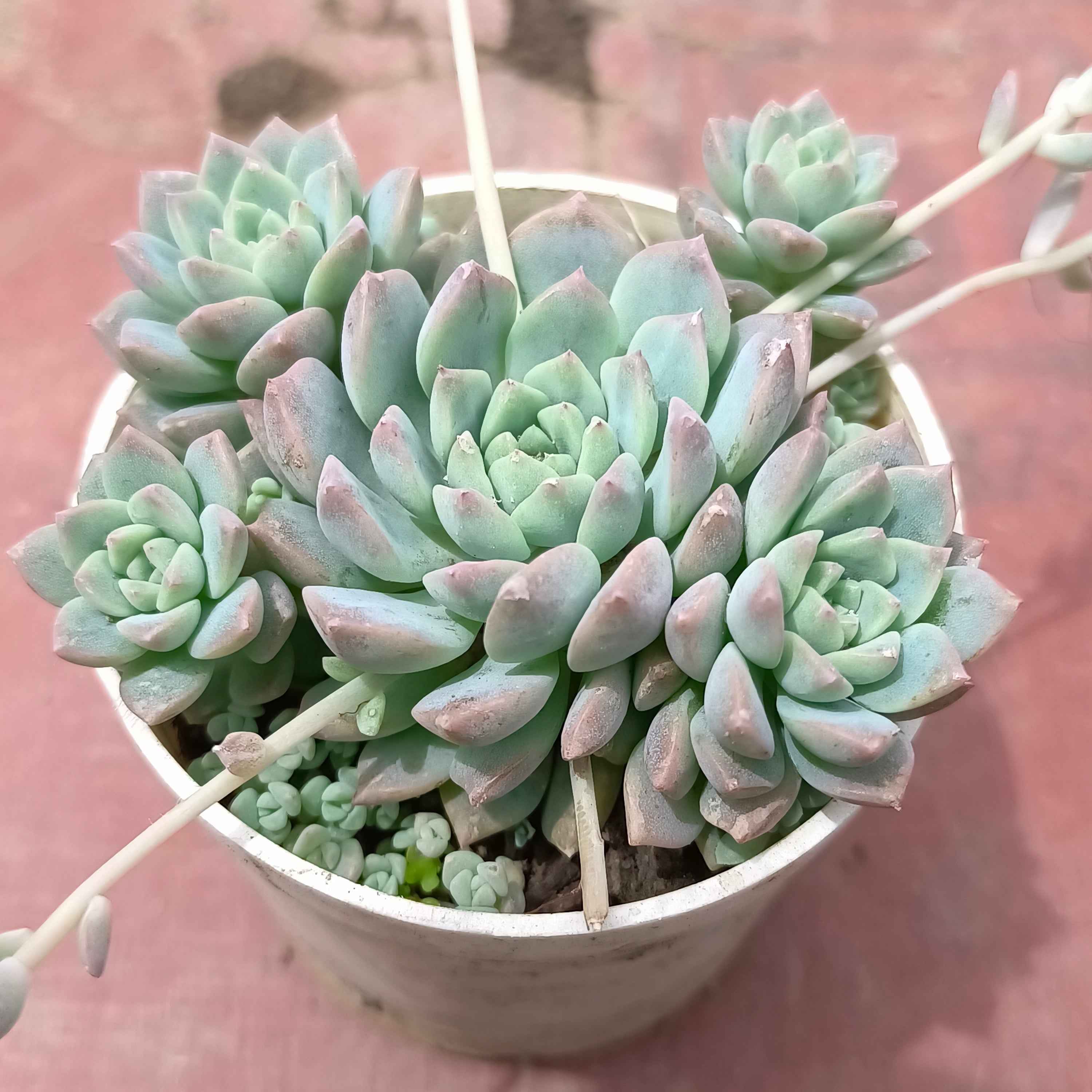 MINI GRPTOVERIA (Pachyphytum oviferum)