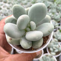 Pachyphytum oviferum ‘Moonstone’