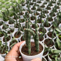 Sansevieria cylindrica