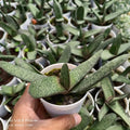 Gasteria (likely Gasteria carinata or a close hybrid) - Succulents Mart