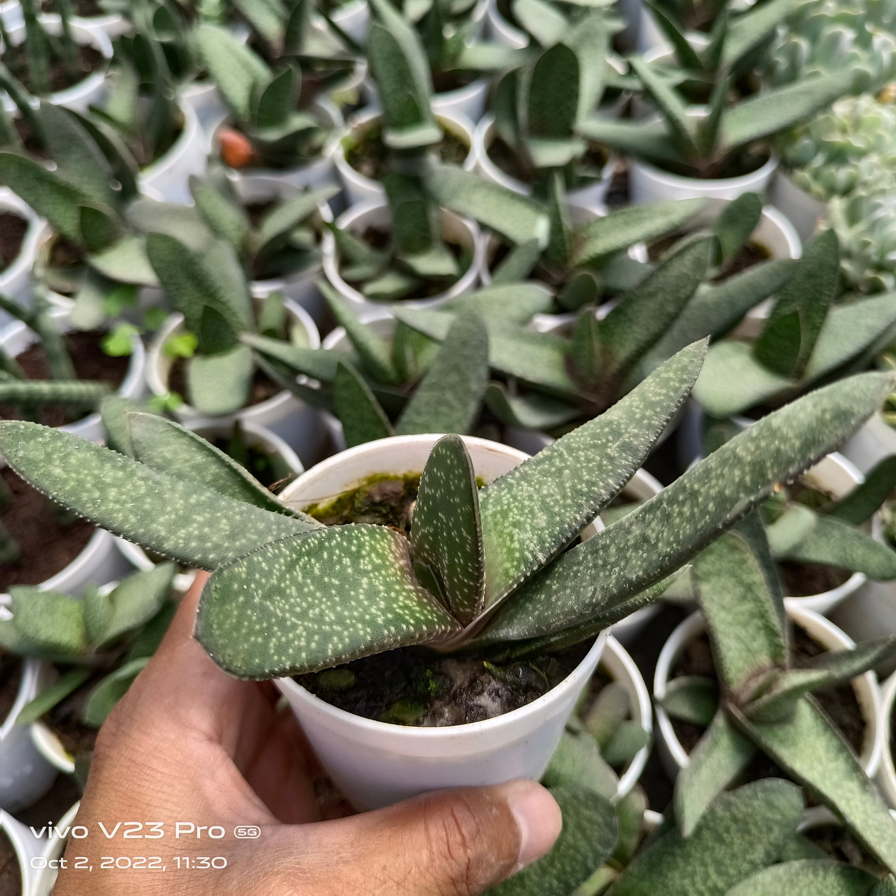 Gasteria (likely Gasteria carinata or a close hybrid) - Succulents Mart