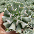 Echeveria ‘Topsy Turvy’ - Succulents Mart