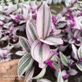 Tradescantia spathacea ‘Tricolor’ (Wondering zew) - Succulents Mart