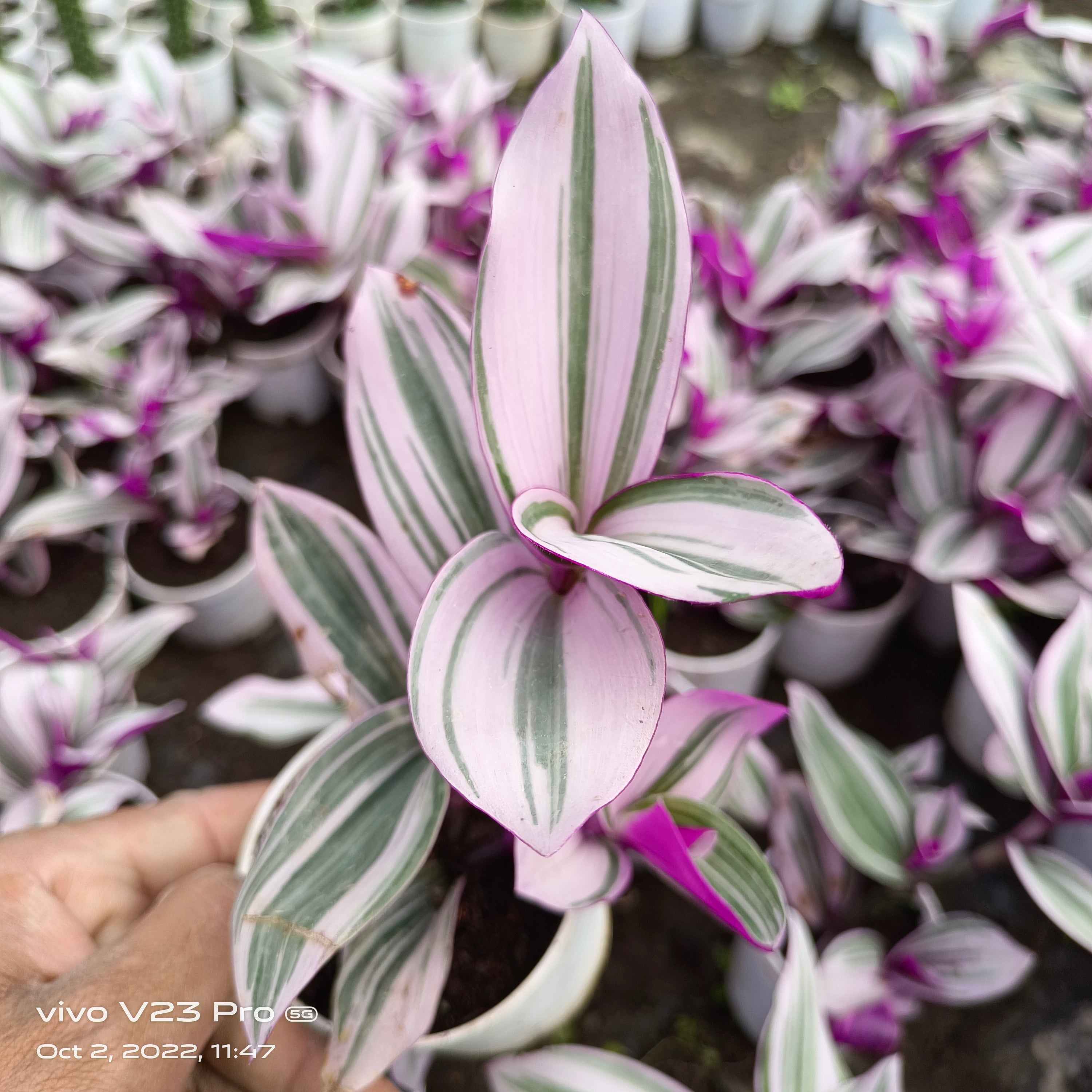 Tradescantia spathacea ‘Tricolor’ (Wondering zew) - Succulents Mart