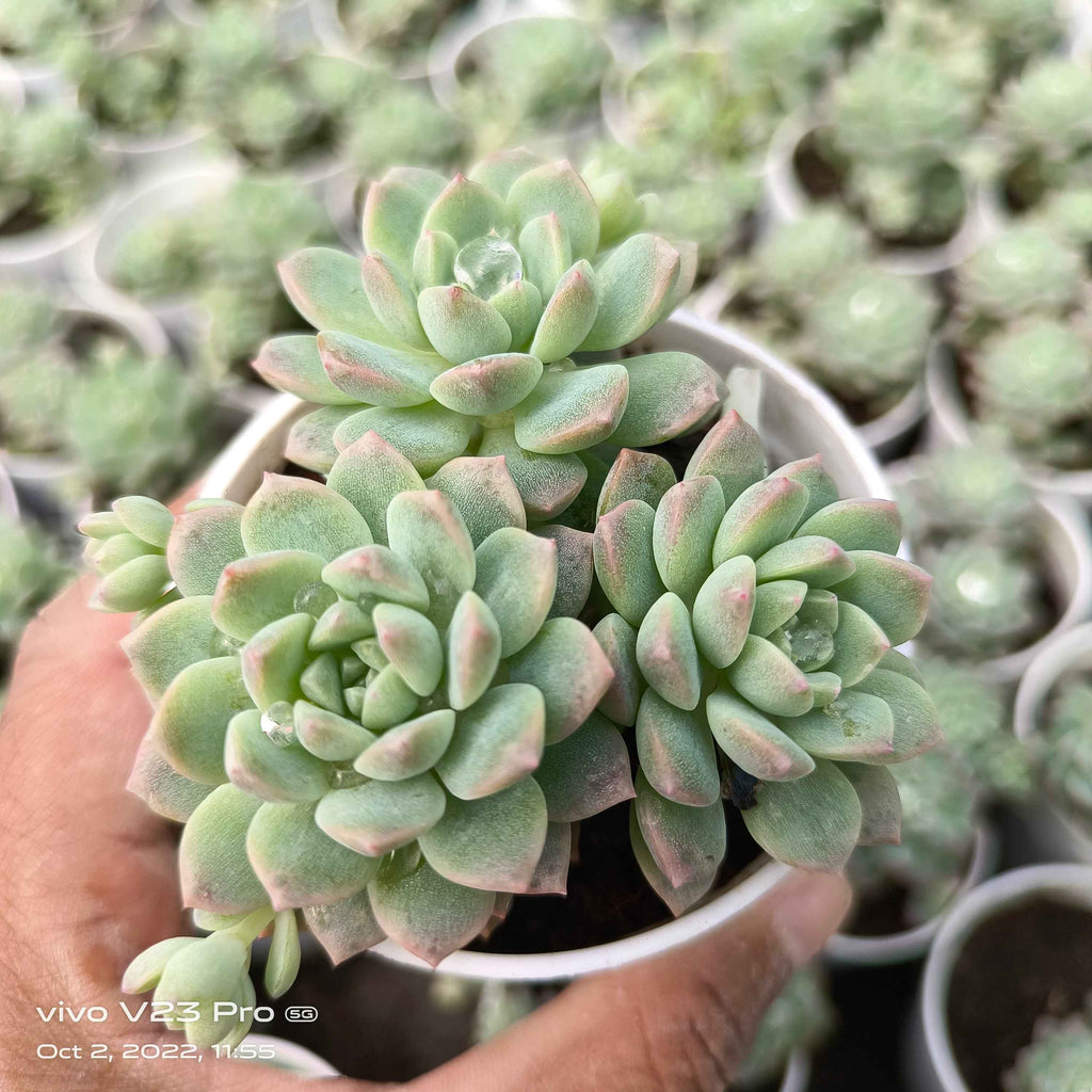 MINI GRPTOVERIA (Pachyphytum oviferum)