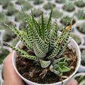 Potted succulent plant held by a hand with a blurred background of more plants.