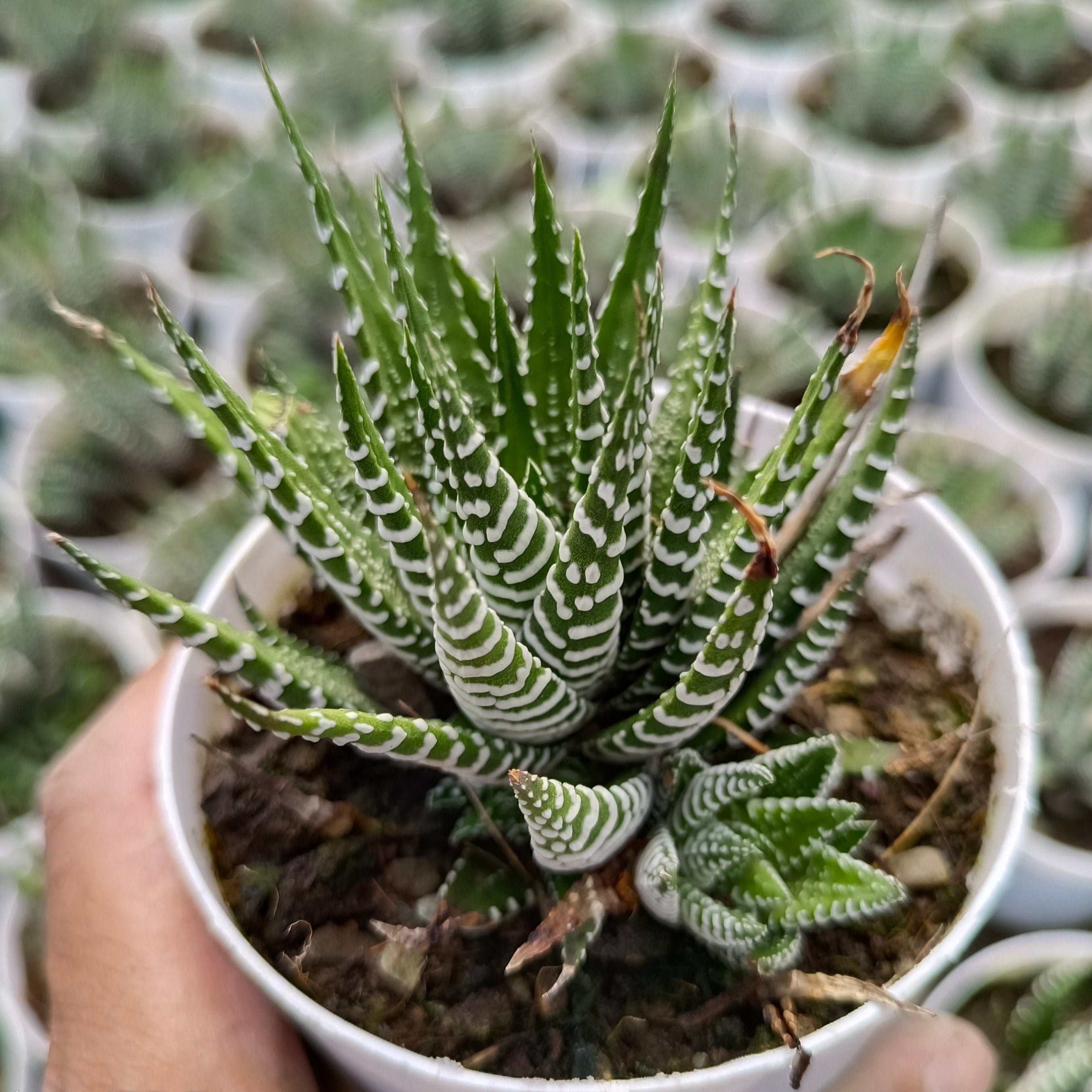 Potted succulent plant held by a hand with a blurred background of more plants.