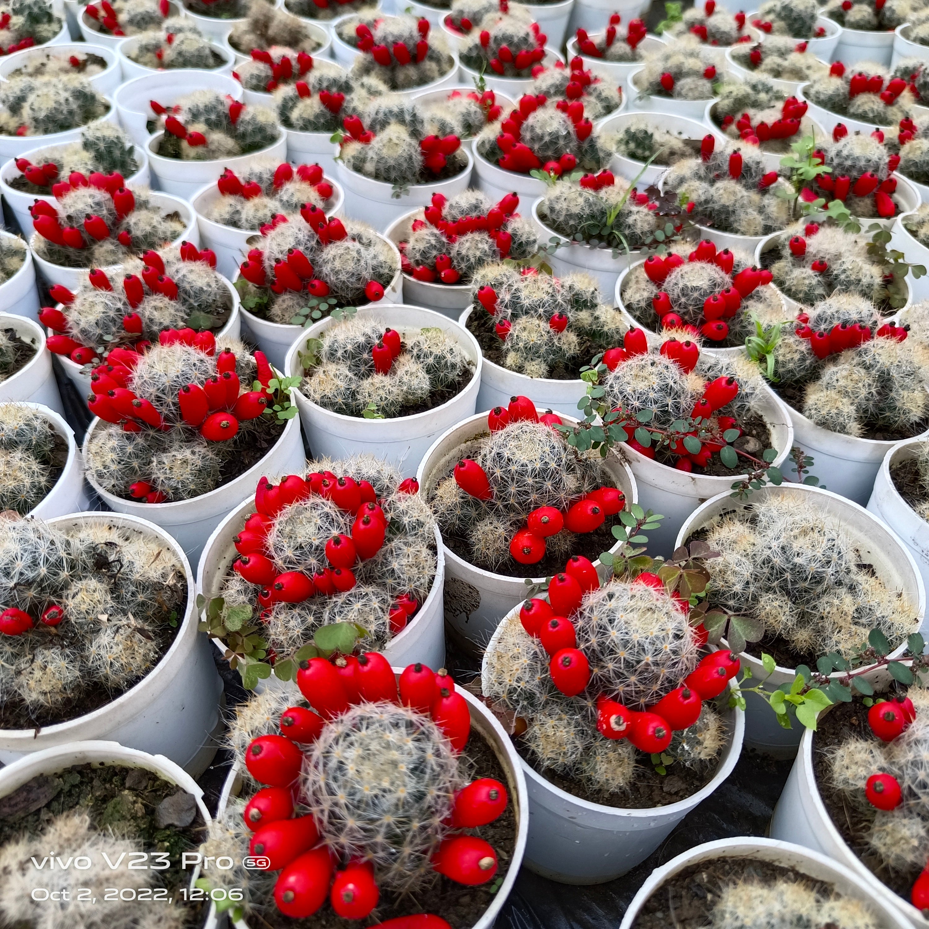 Mammillaria cactus - Succulents Mart