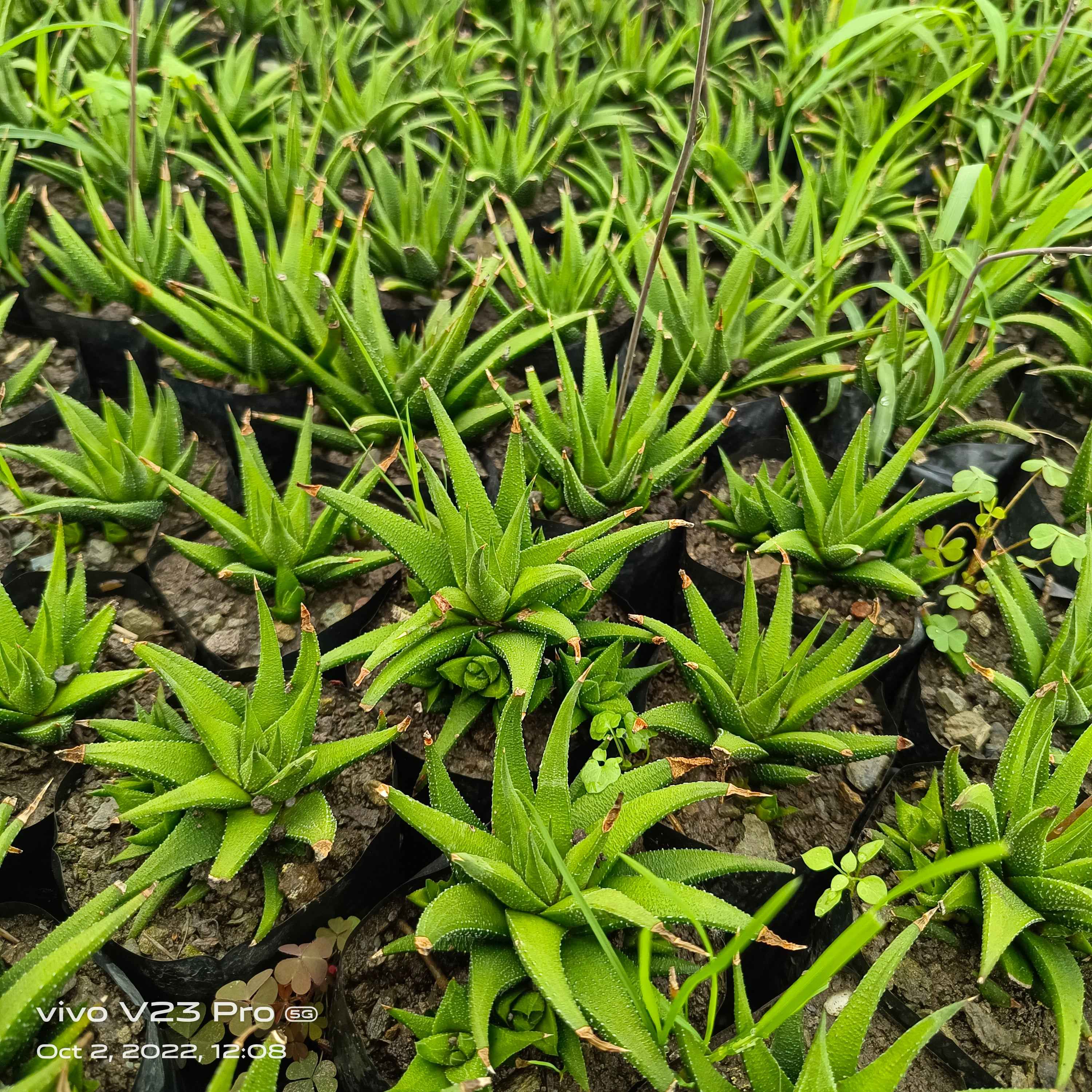 Haworthia attenuata