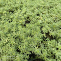 Sedum lineare ‘Variegatum’