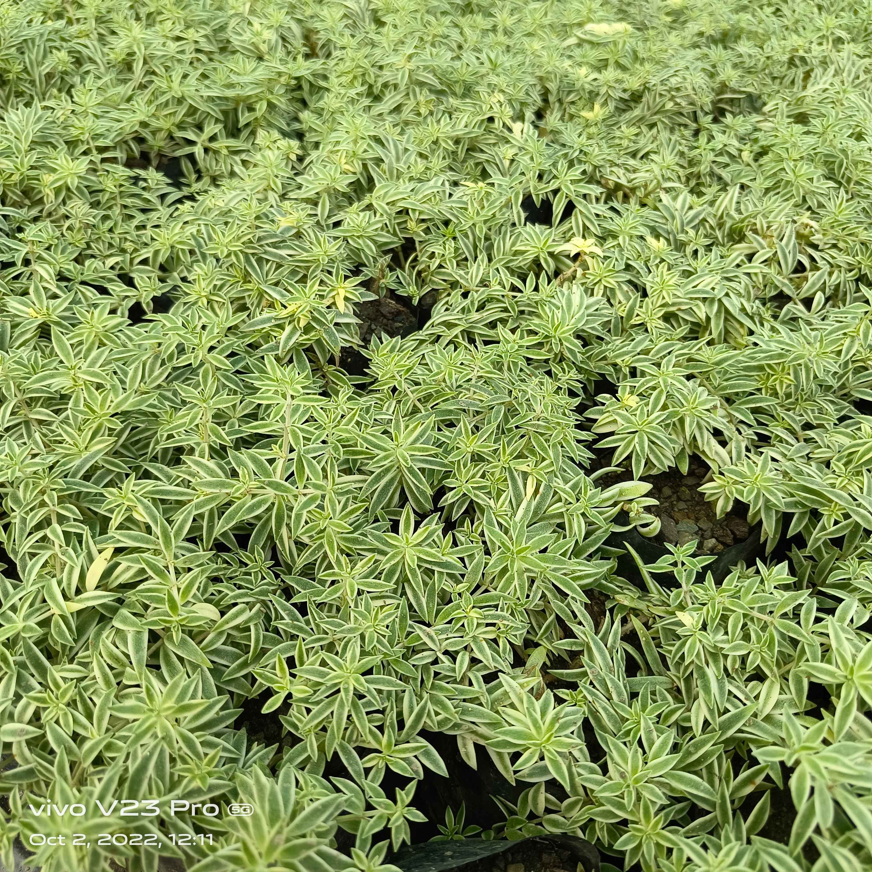Sedum lineare ‘Variegatum’
