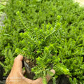 Sedum mexicanum