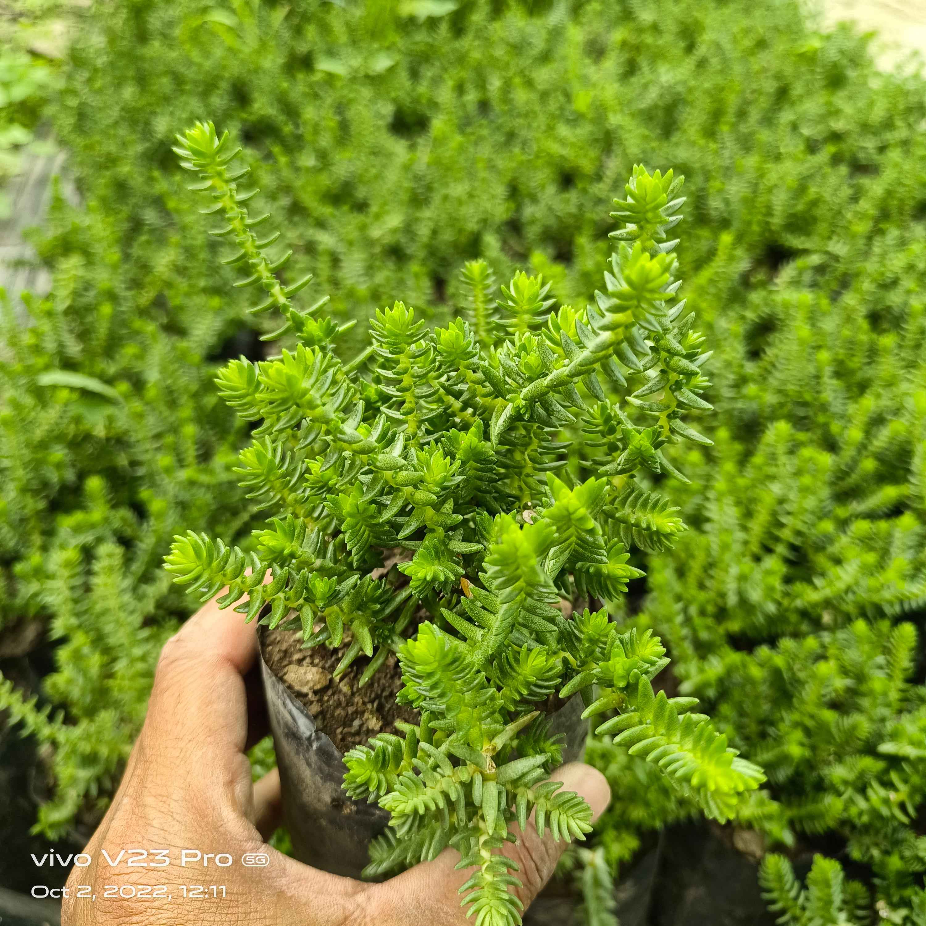 Sedum mexicanum
