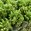 Opuntia microdasys (Monstrose form)
