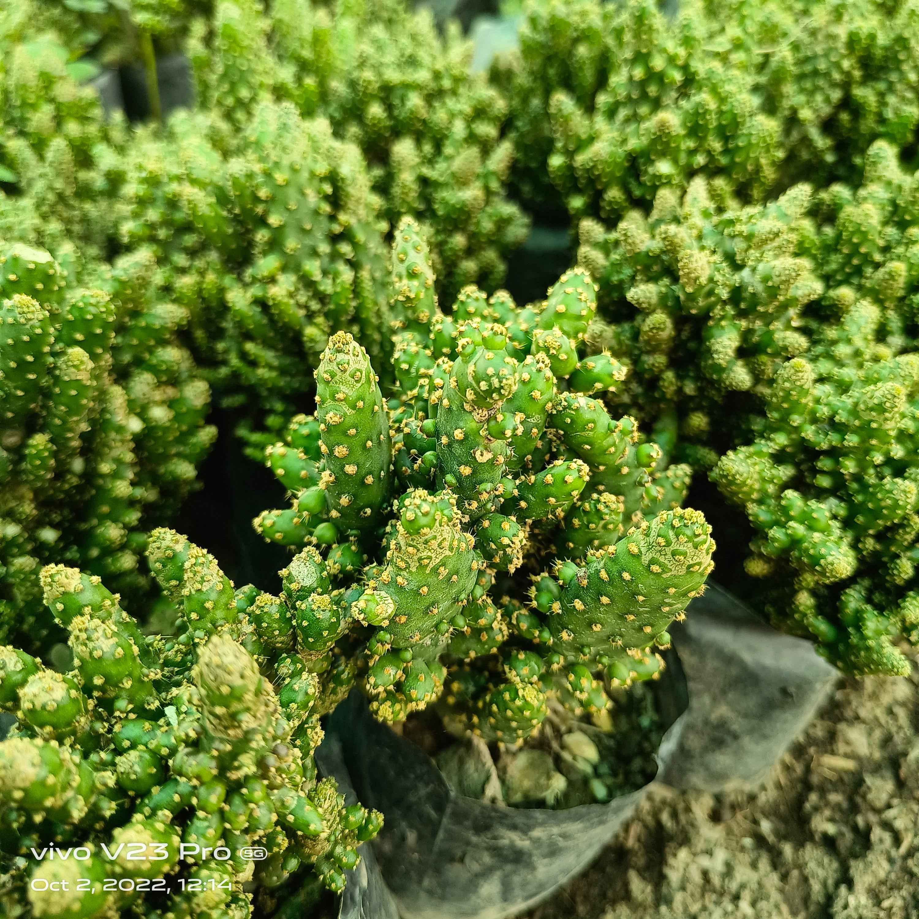 Opuntia microdasys (Monstrose form)
