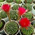 Echinopsis cactus - Succulents Mart