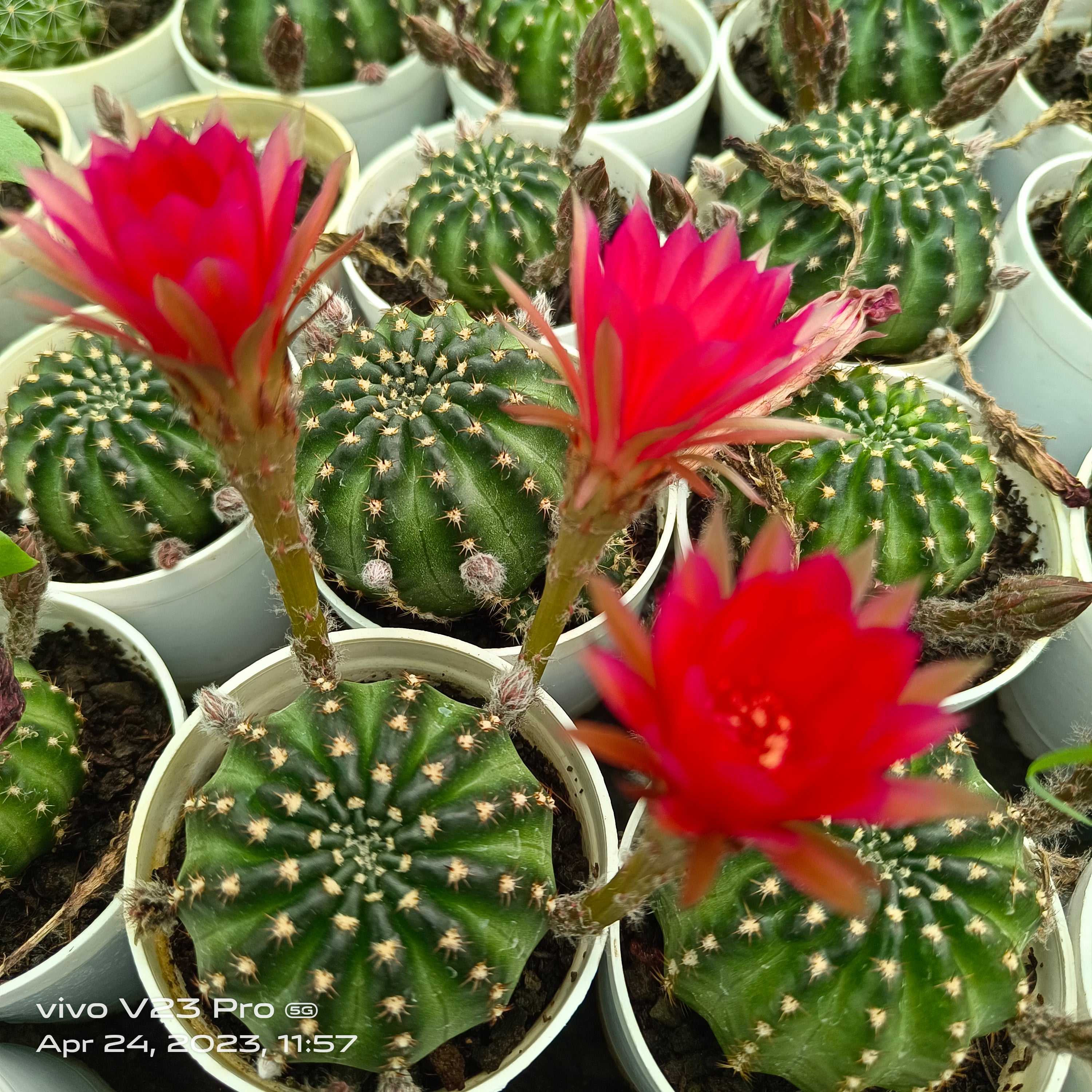 Echinopsis cactus - Succulents Mart