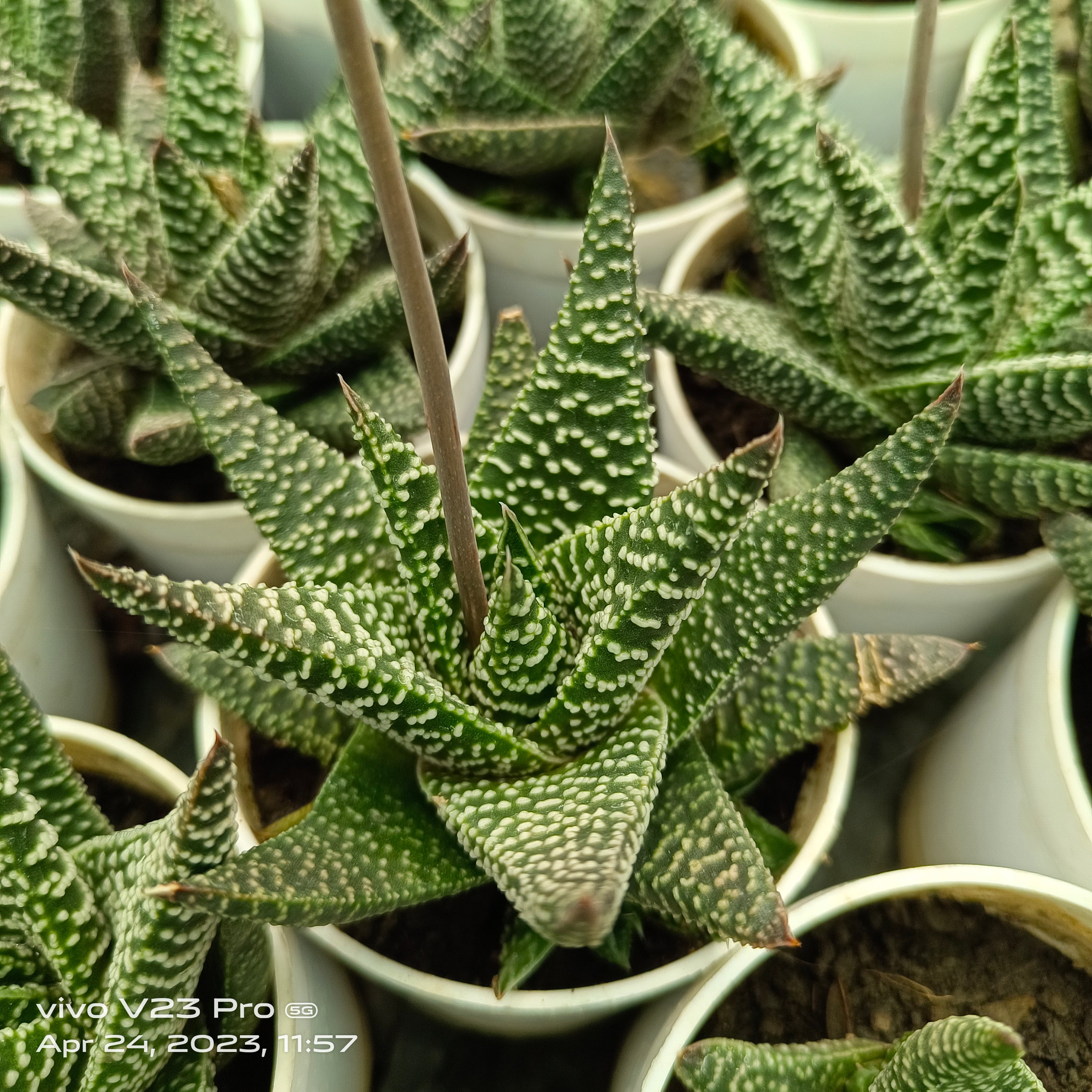 Haworthia - Succulents Mart