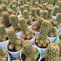 Mammillaria elongata (Common names: Ladyfinger Cactus, Golden Star Cactus) - Succulents Mart